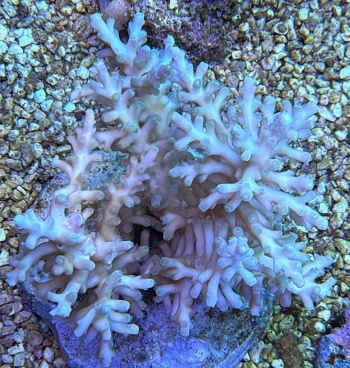 Acropora echinata 3821 