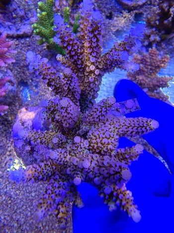 Acropora Aqua Pulse 2248 