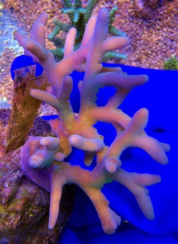 Acropora Deep Nova 2187 