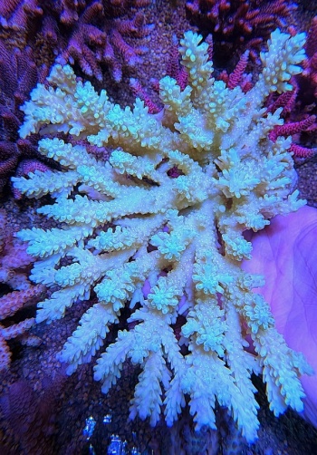 Acropora sp 8102 