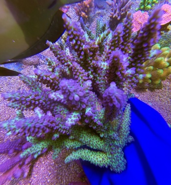 Acropora australia XL 2692 