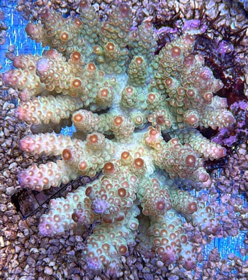Acropora florida 3813 