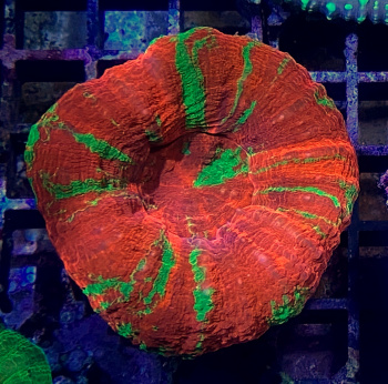HIMG 3885B 