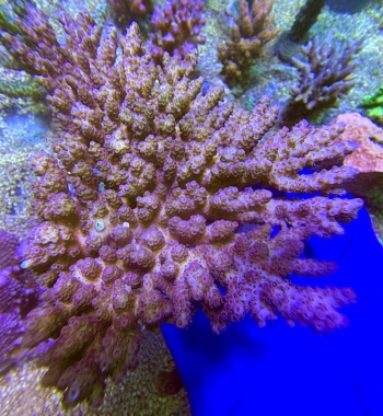Acropora table australia XXL 2695 