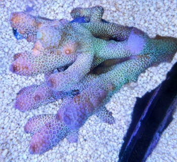 Acropora spathu Australia 