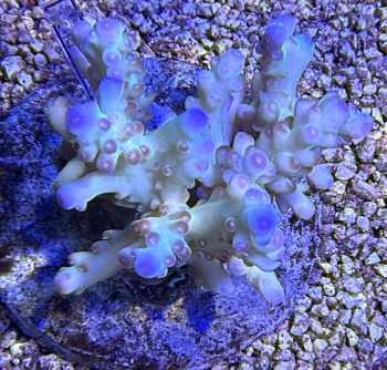 Acropora granulosa 3718 