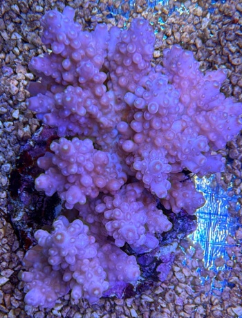 Acropora fancyrose 3822 