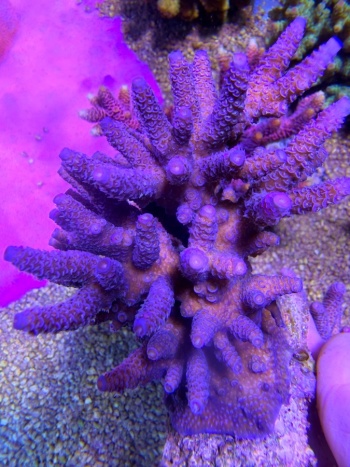 Acropora millepora 7605 