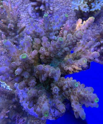 Acropora Radioactive Ice 2207 