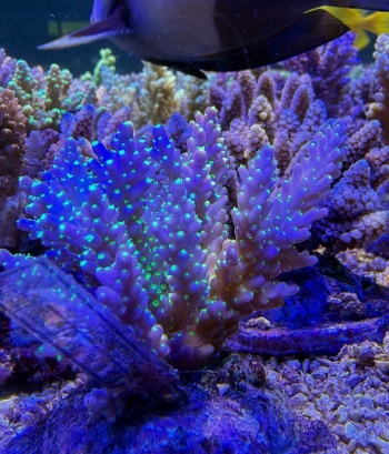 Acropora 3861 
