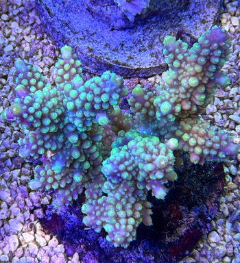 Acropora rainbow 3698 