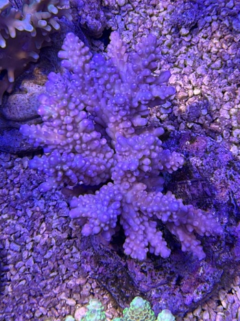 Acropora 3739 