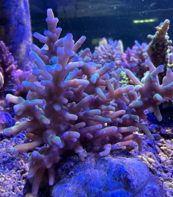 Acropora 3852 