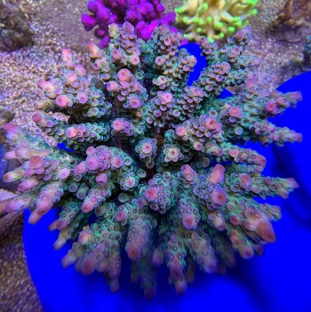 Acropora fiji 2534 