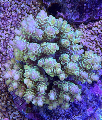 Acropora Alice in  Wonderland 3790 