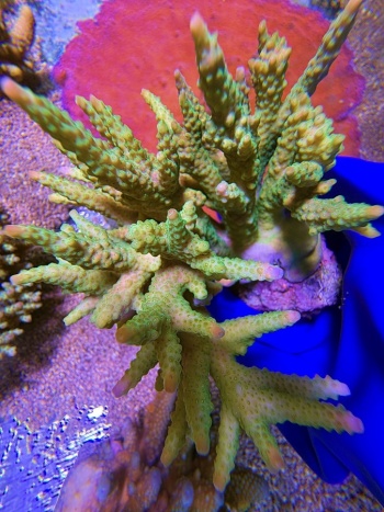 Acropora sp 2464 