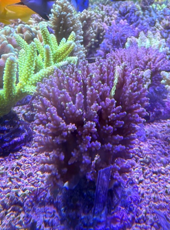 Acropora 3843 