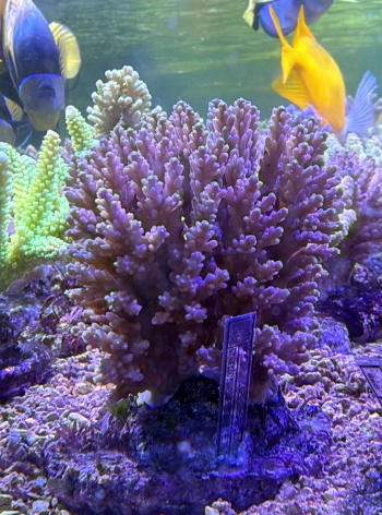 Acropora plana 3844 
