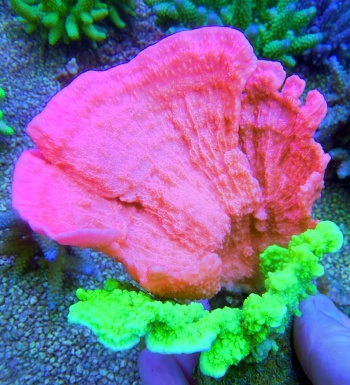 Montipora Duo Textmarker L 4996 
