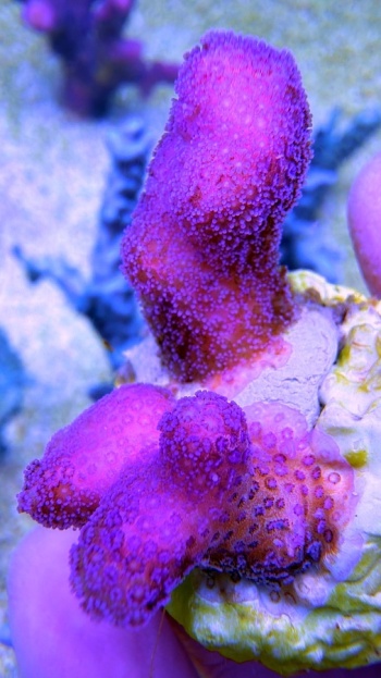 Stylophora milka frag S 5067 