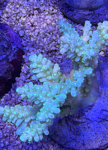 Acropora 3737 