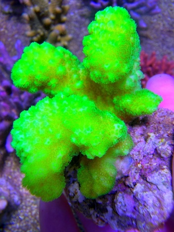 Pocillopora Neon Abyss 7623 