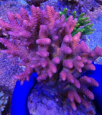 Acropora emerald nebula 2271 