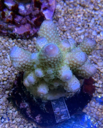 Acropora humilis 3800 