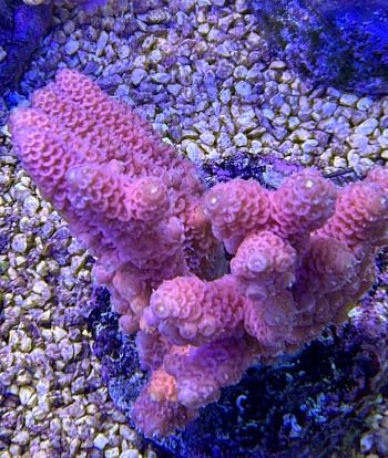 Acropora red mille 3704 