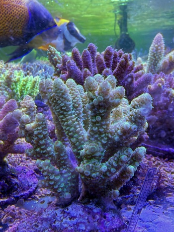 Acropora millepora 3846 