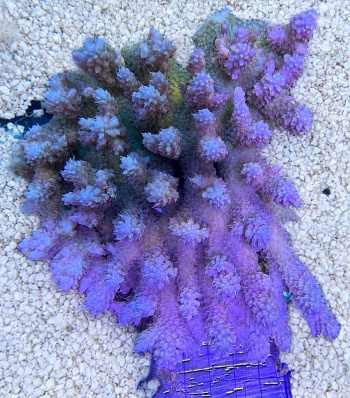 Acropora sp XL 