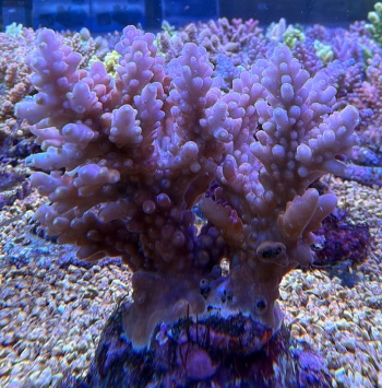 Acropora frostbite 3829 