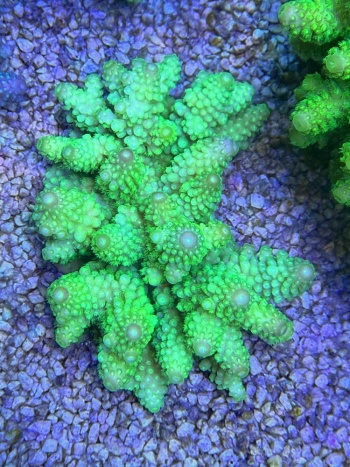 Fiji Acropora 1166 