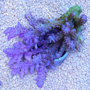 Acropora sp 