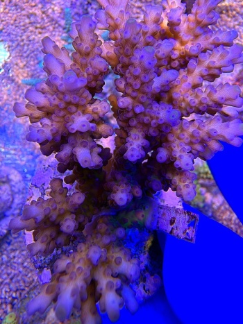 Acropora Blue Lagoon 2225 