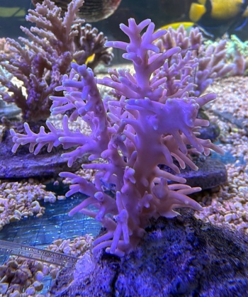 Acropora fenneri 3868 