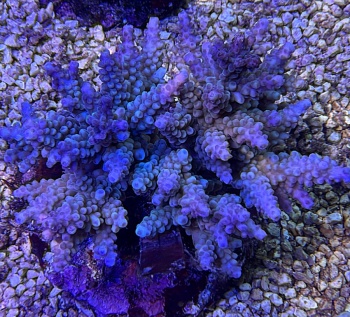 Acropora midnight runners 3699 