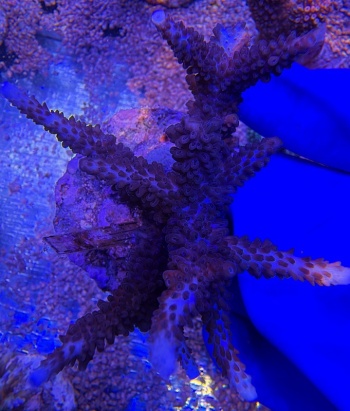 Acropora Blue Matrix 2196 