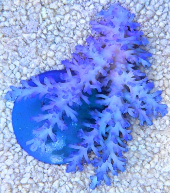 Acropora echinata ice fire Australia 