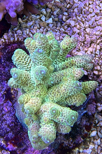 Acropora millepora sunset 3715 