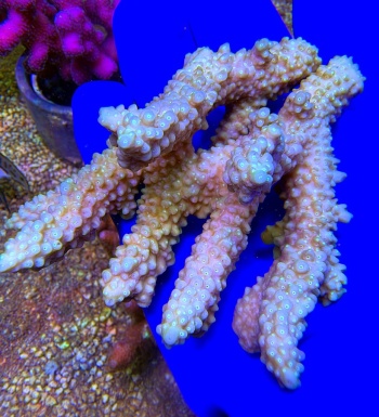 Acropora sp 2529 