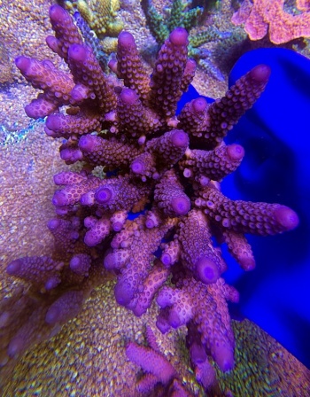 Acropora australia spathulata XL 2683 