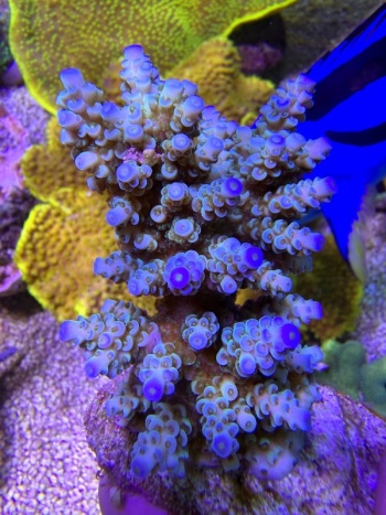 Acropora tenuis 6996 