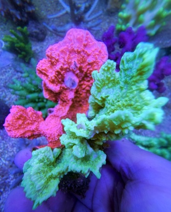 Montipora duo 8376 