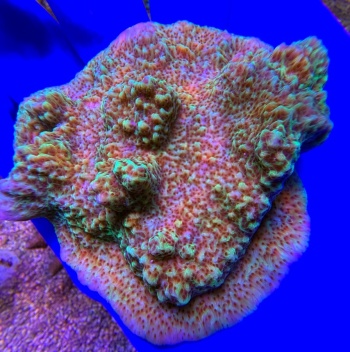 Montipora L 2487 
