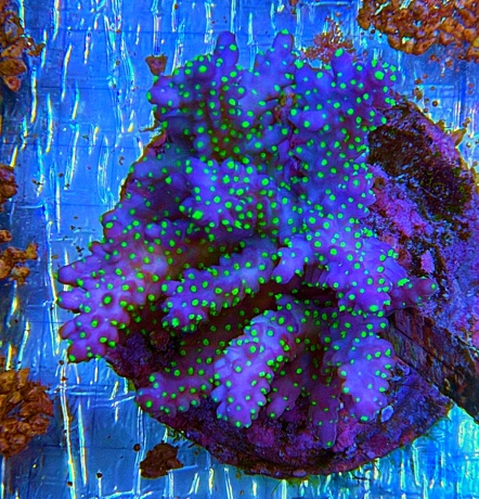 Acropora tricolor 3826 
