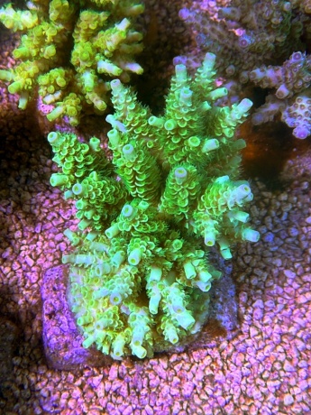 Acropora tenuis 0711 
