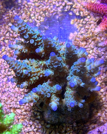 Acropora tenuis 0656 