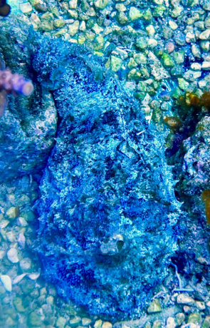 Seehase Dolabella auricularia 