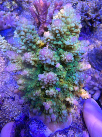 Acropora lemontree 3860 